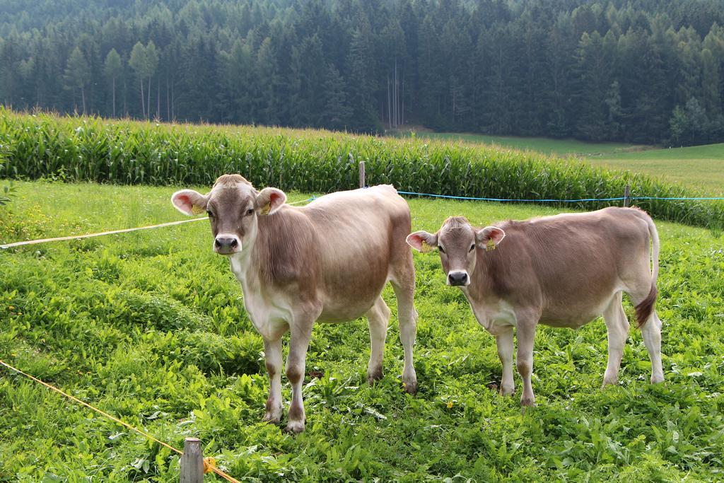 Spisserhof Chiusa Bagian luar foto
